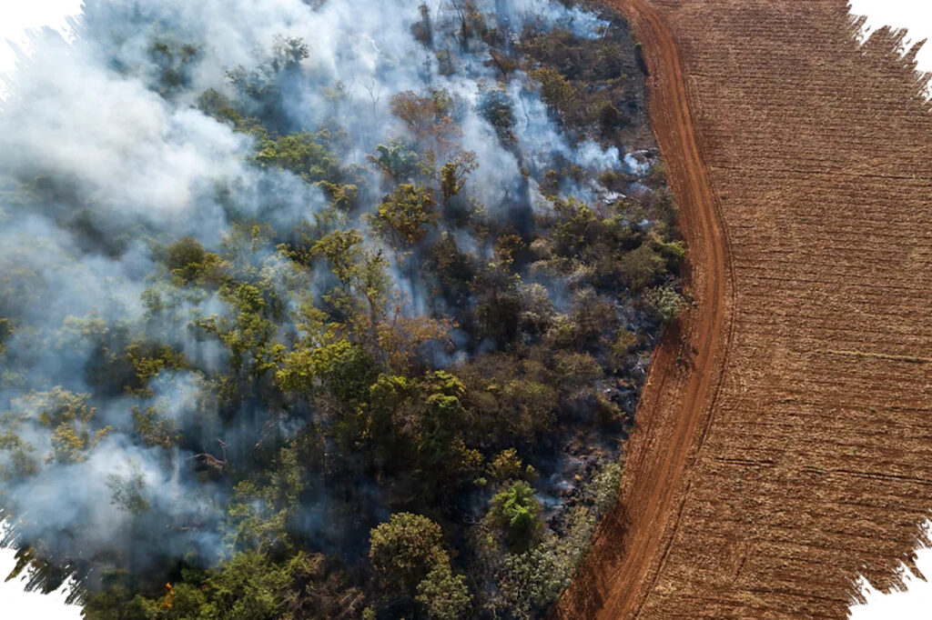 Perlambatan Kerusakan Hutan Tropis Belum Aman, Kebakaran Masih Jadi Ancaman Utama Dunia