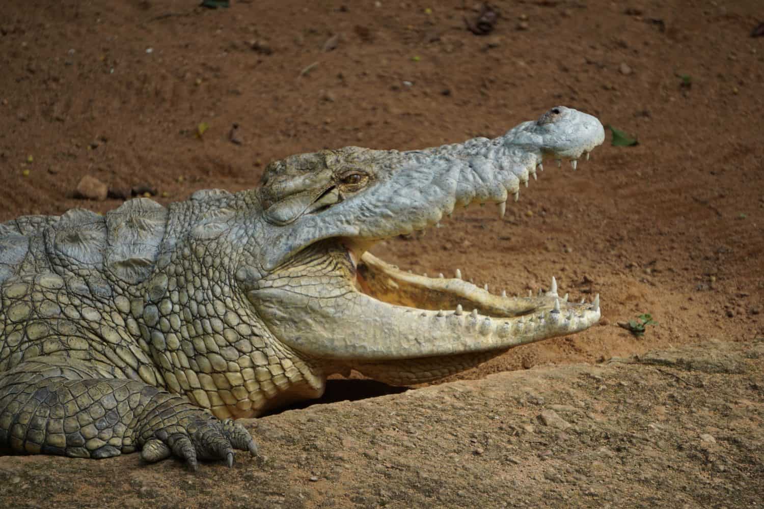 Papua Menyimpan Reptil Sungai Hingga Laut Berukuran Raksasa, Ini 5 Spesies Paling Mencolok
