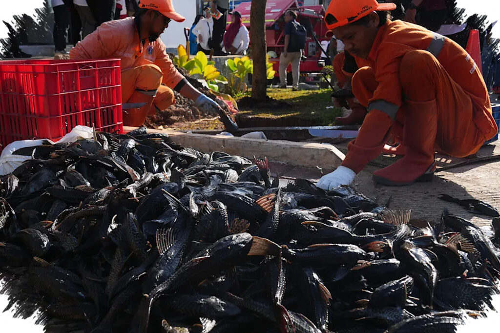 Operasi Serentak Jakarta Tekan Sapu-Sapu Invasif, Ciliwung Disorot Sebagai Akar Masalah