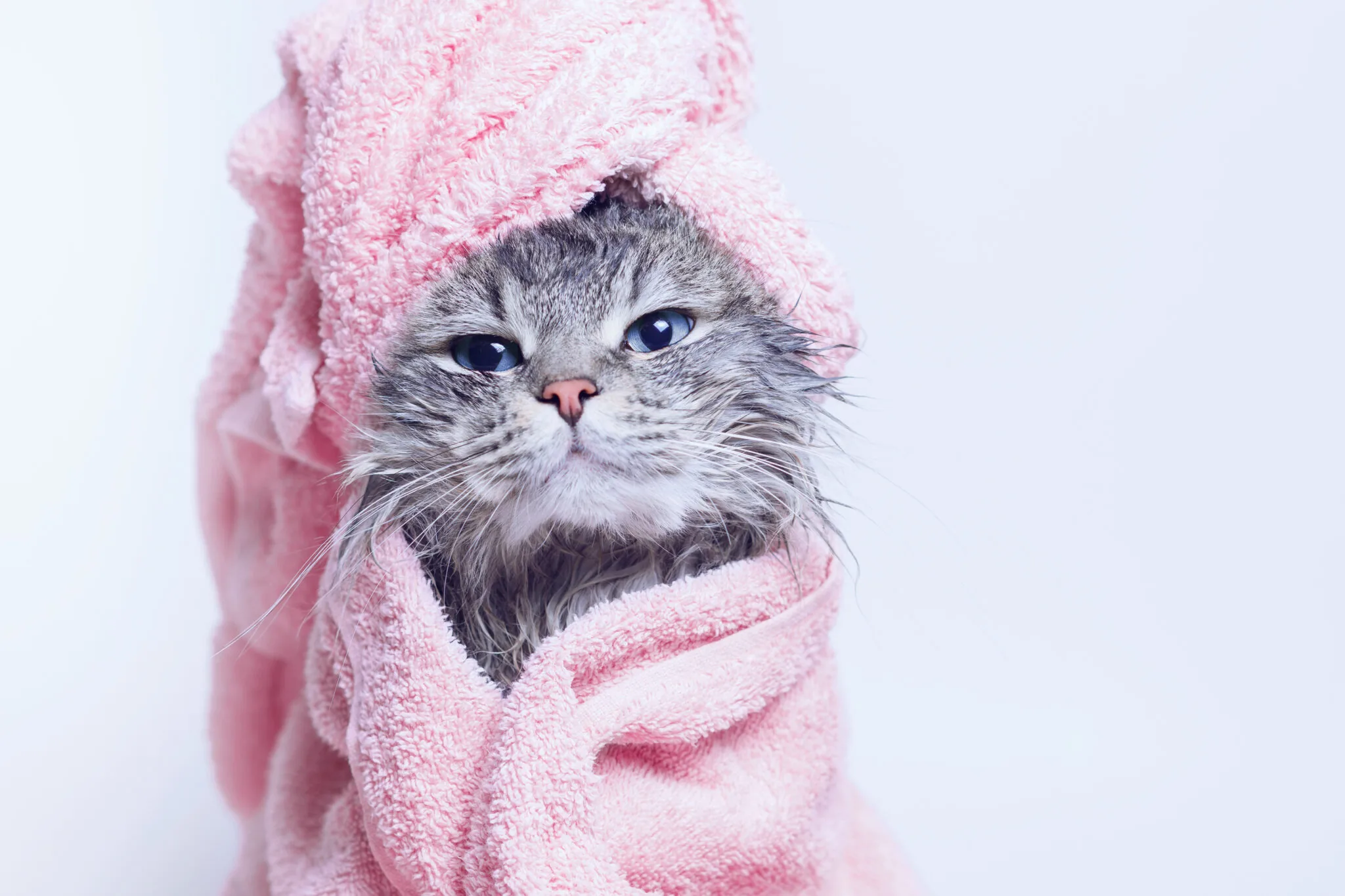 Mandi Kucing Tanpa Cakaran, Persiapan Tenang yang Membuat Proses Lebih Aman dan Singkat