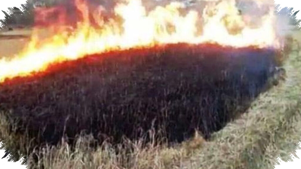 Padi Mengering Seperti Terbakar, Bedakan Hama dan Bakteri Sebelum Menyemprot