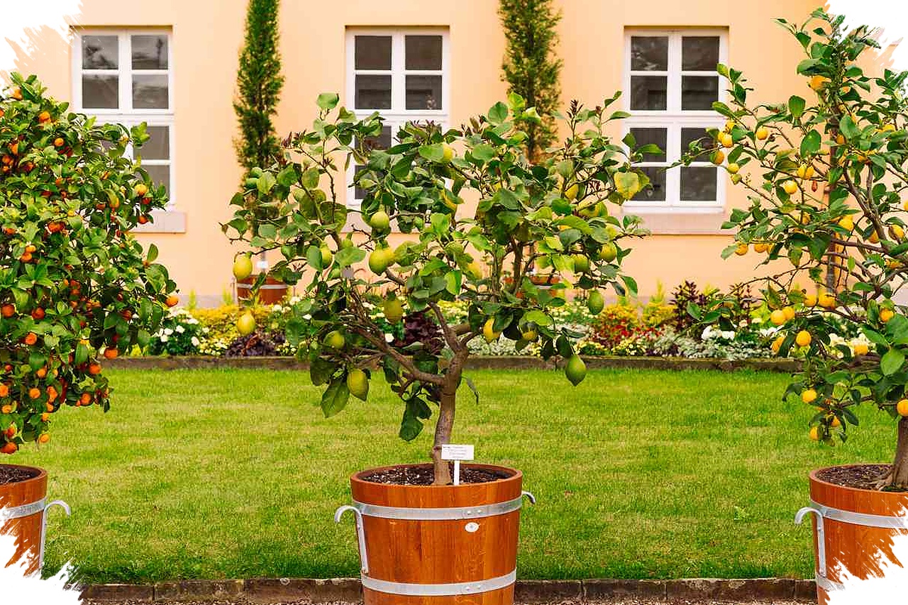 Cangkokan Buah Dalam Pot, Pilihan Cerdas Untuk Halaman Rumah Yang Terbatas