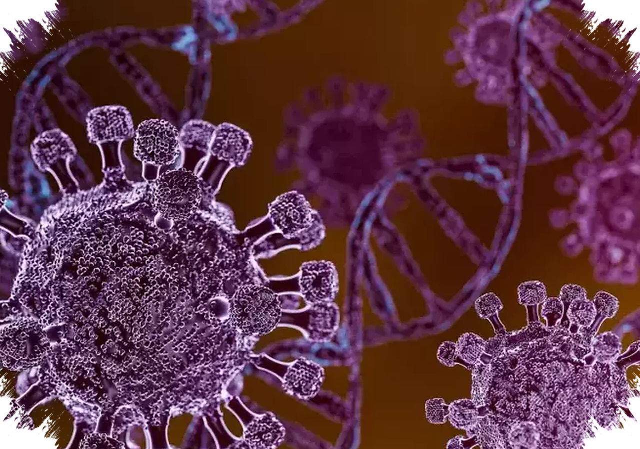 Hantavirus Bisa Merusak Paru Dan Ginjal, Gejalanya Sering Disangka Flu Biasa