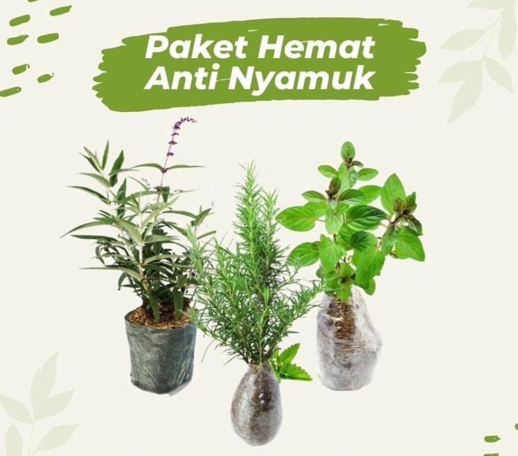 Tanaman Ini Bisa Mengusir Nyamuk Sekaligus Membuat Rumah Lebih Segar dan Asri