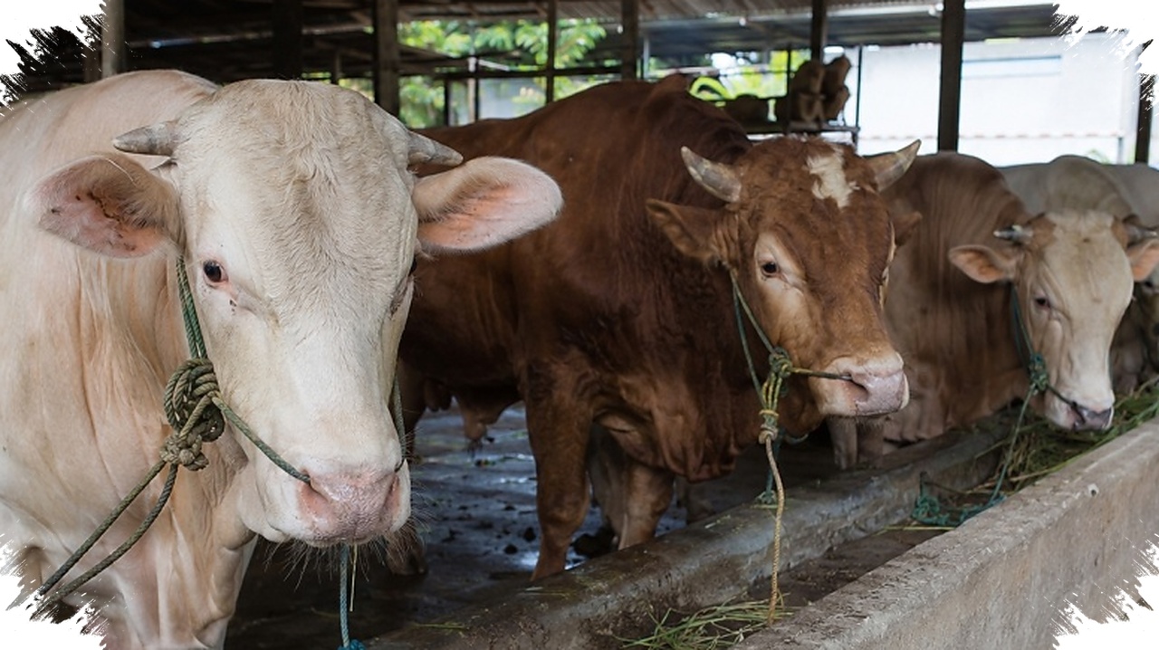 Selisih Harga Sapi Kurban 2026 Bisa Jauh, Bobot Dan Jenisnya Bikin Anggaran Berubah