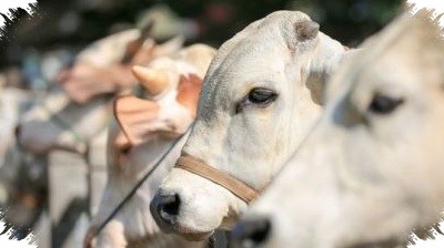 Kambing Mulai Rp2,8 Juta Dan Sapi Rp20 Juta Ke Atas, Pasar Kurban Jabodetabek Makin Ketat