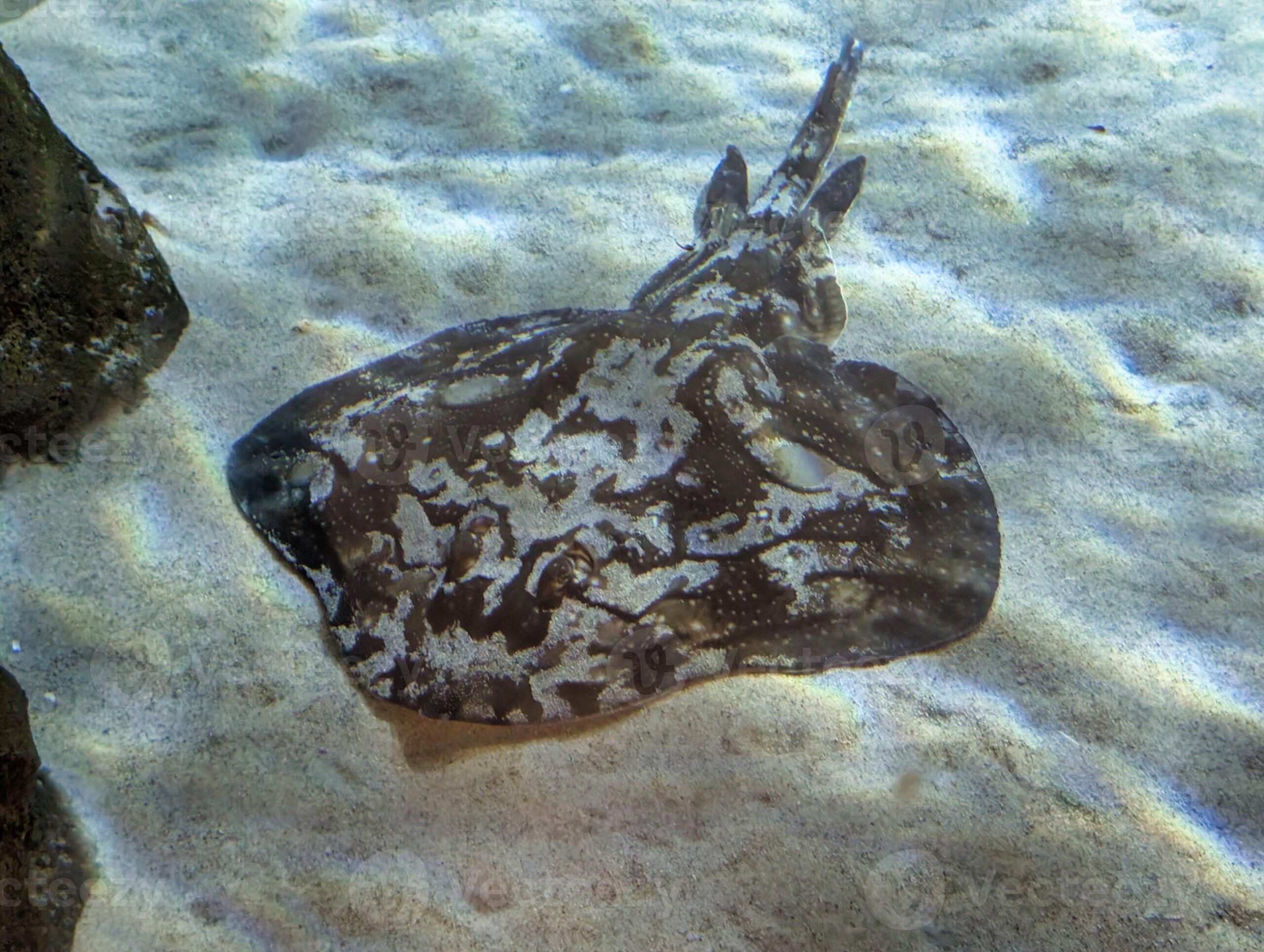 Tanpa Kantung Renang, Ikan Pari Tetap Stabil Di Dasar Laut Berkat Rangka Ringan Dan Spirakel