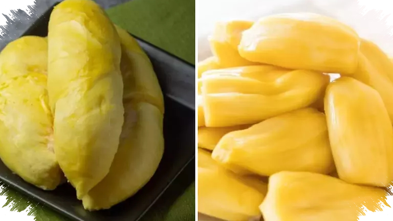 Nangka Lebih Ringan Untuk Harian, Durian Ternyata Lebih Padat Energi