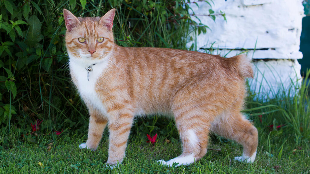 Kucing Tanpa Ekor Tak Selalu Karena Genetik, Ada Cedera Hingga Risiko Kesehatan yang Tersembunyi