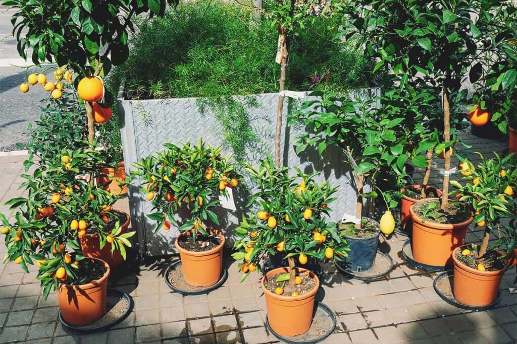 Kebun Rumah Sibuk Tetap Bisa Panen, 15 Pohon Buah Ini Hampir Tak Butuh Perawatan