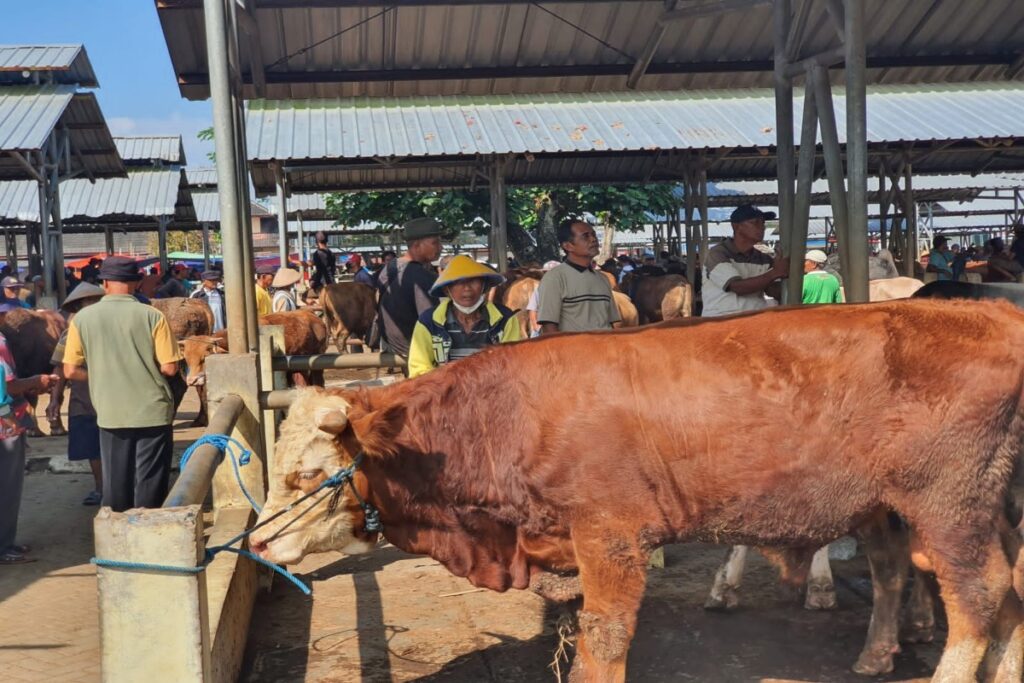 Bantul Hanya Loloskan Dua Sapi Ke Seleksi Kurban Presiden Prabowo, Singkirkan Sembilan Kandidat