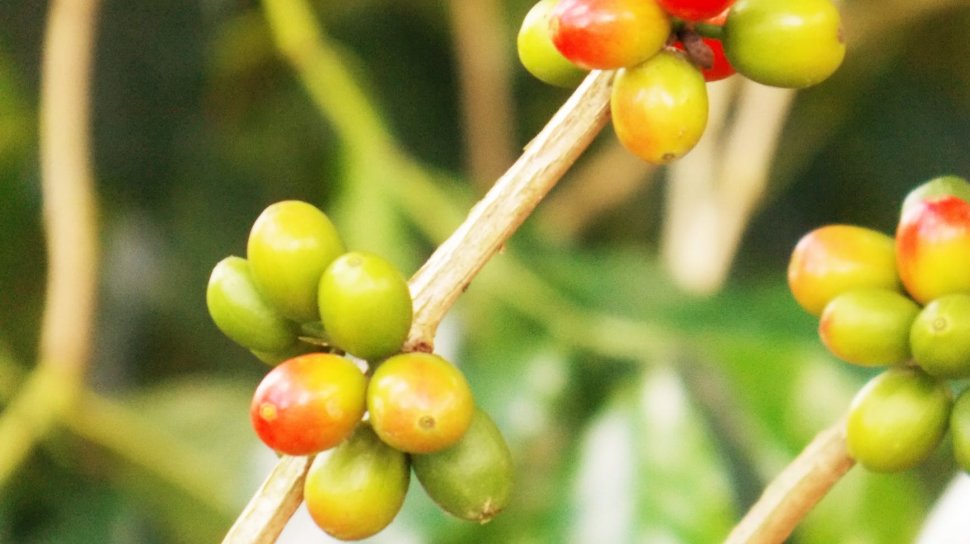 Riset Pada Kunyit, Jahe, Daun Sirsak, Hingga Propolis, Herbal Pendamping Terapi Kanker