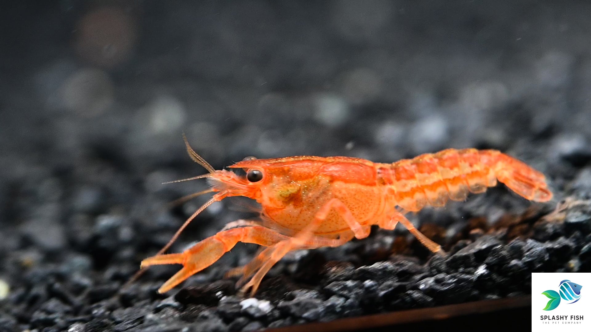 Seleksi Indukan Lobster Air Tawar Menentukan Hasil Pijahan, Begini Syarat Baknya