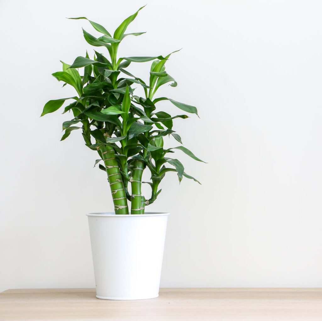 Lidah Mertua Hingga Peace Lily, Tanaman Hias Yang Bukan Cuma Cantik Tapi Juga Dipercaya Bawa Hoki di 2026