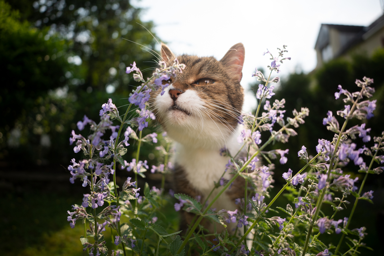 Tak Semua Kucing Bereaksi Sama, Catnip Bisa Bikin Sebagian Loyo, Lainnya Sangat Aktif