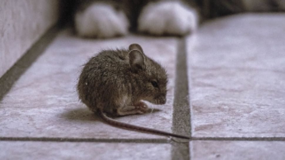 Cara Aman Membersihkan Kotoran Tikus, Jangan Sampai Partikel Hantavirus Terhirup