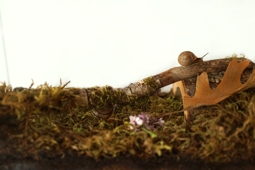 Bekicot Bisa Dibudidayakan Di Lahan Kecil, Kuncinya Teduh, Lembap, Dan Bersih