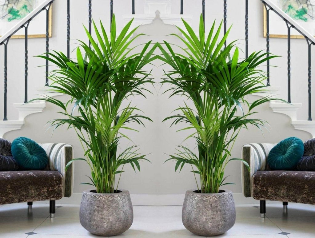 Peace Lily, Money Tree, dan 4 Tanaman Hias Lain yang Bikin Rumah Lebih Tenang dan Penuh Hoki