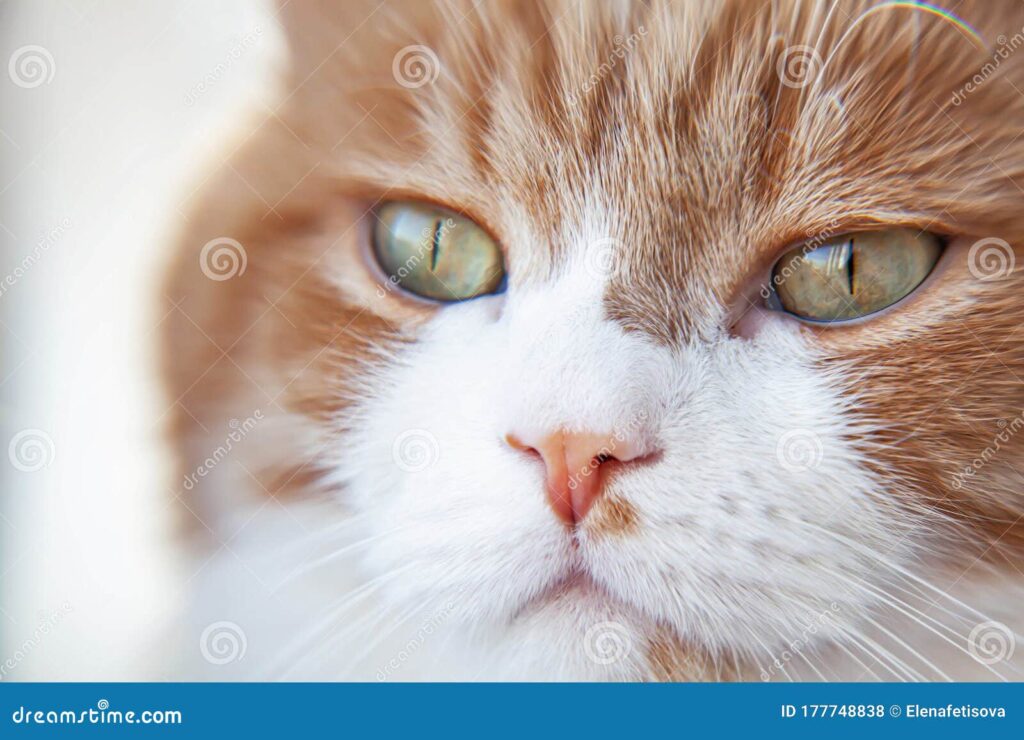 Meski Kecil, Otak Kucing Menyimpan Memori Kuat dan Peka Pada Emosi Manusia
