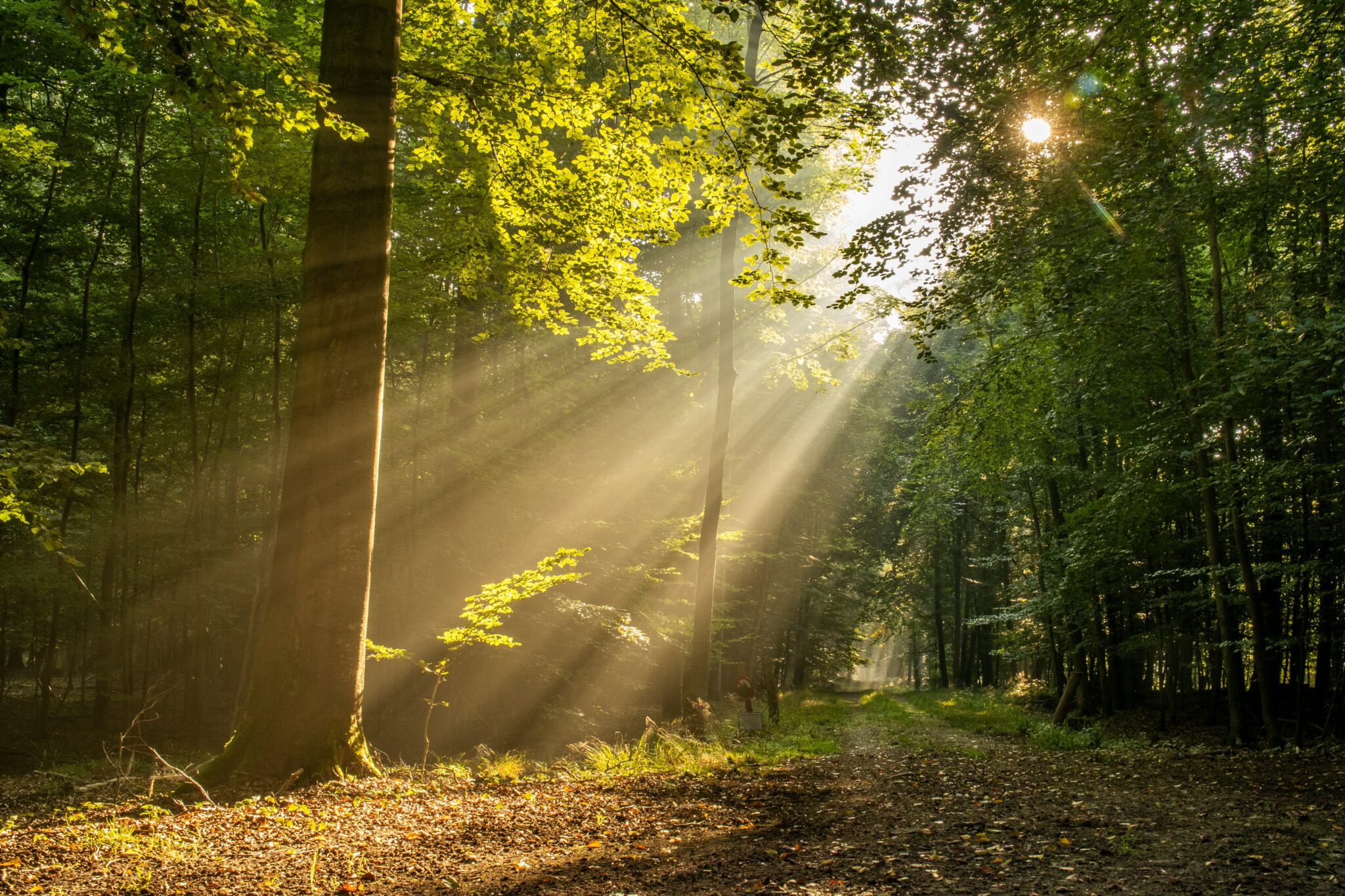 Berjemur Pagi 10 Menit, Cara Sederhana Menjaga Vitamin D, Tidur, dan Mood