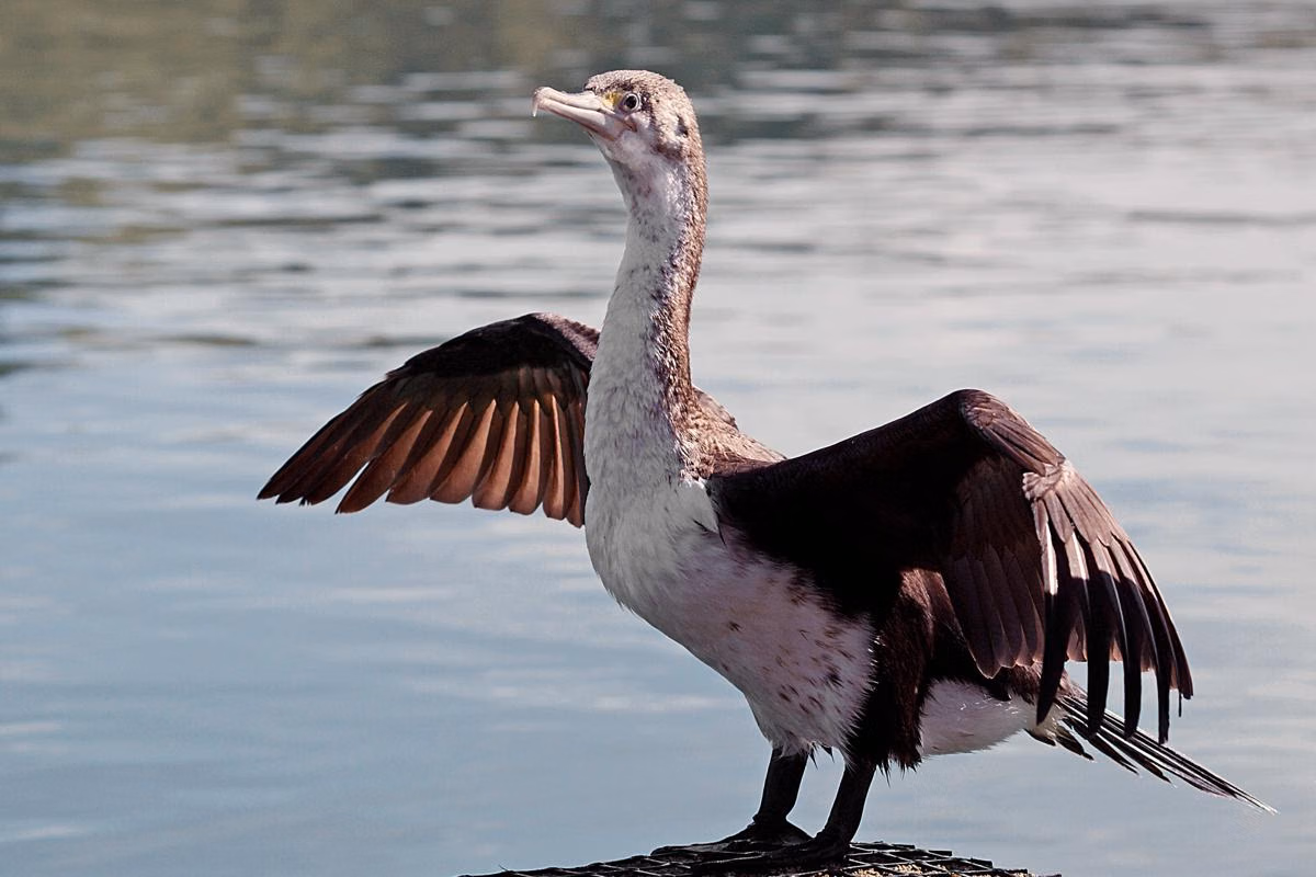Kerikil di Lambungnya Membantu Spotted Shag Menyelam dan Menaklukkan Laut Selandia Baru