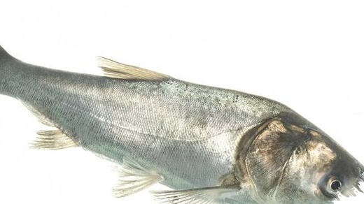 25.000 Ton Ikan Mas Invasif Disingkirkan, Great Lakes Masih Dijaga Ketat