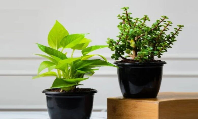 Bambu Hias Paling Menarik Perhatian di Halaman, Lima Tanaman Outdoor Ini Juga Dipercaya Pembawa Hoki