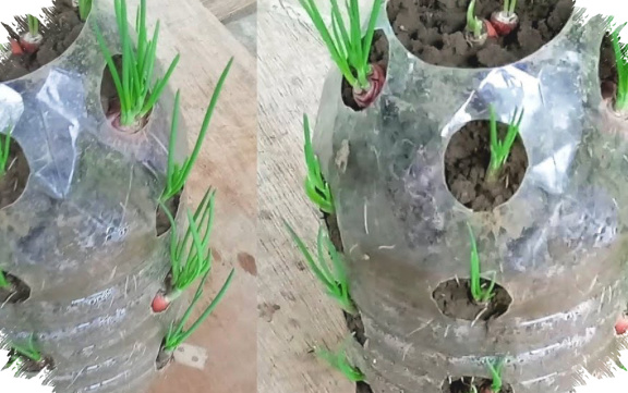 Panen Bawang Merah Sekitar 1,5 Bulan, Cukup Manfaatkan Botol Plastik Bekas di Rumah