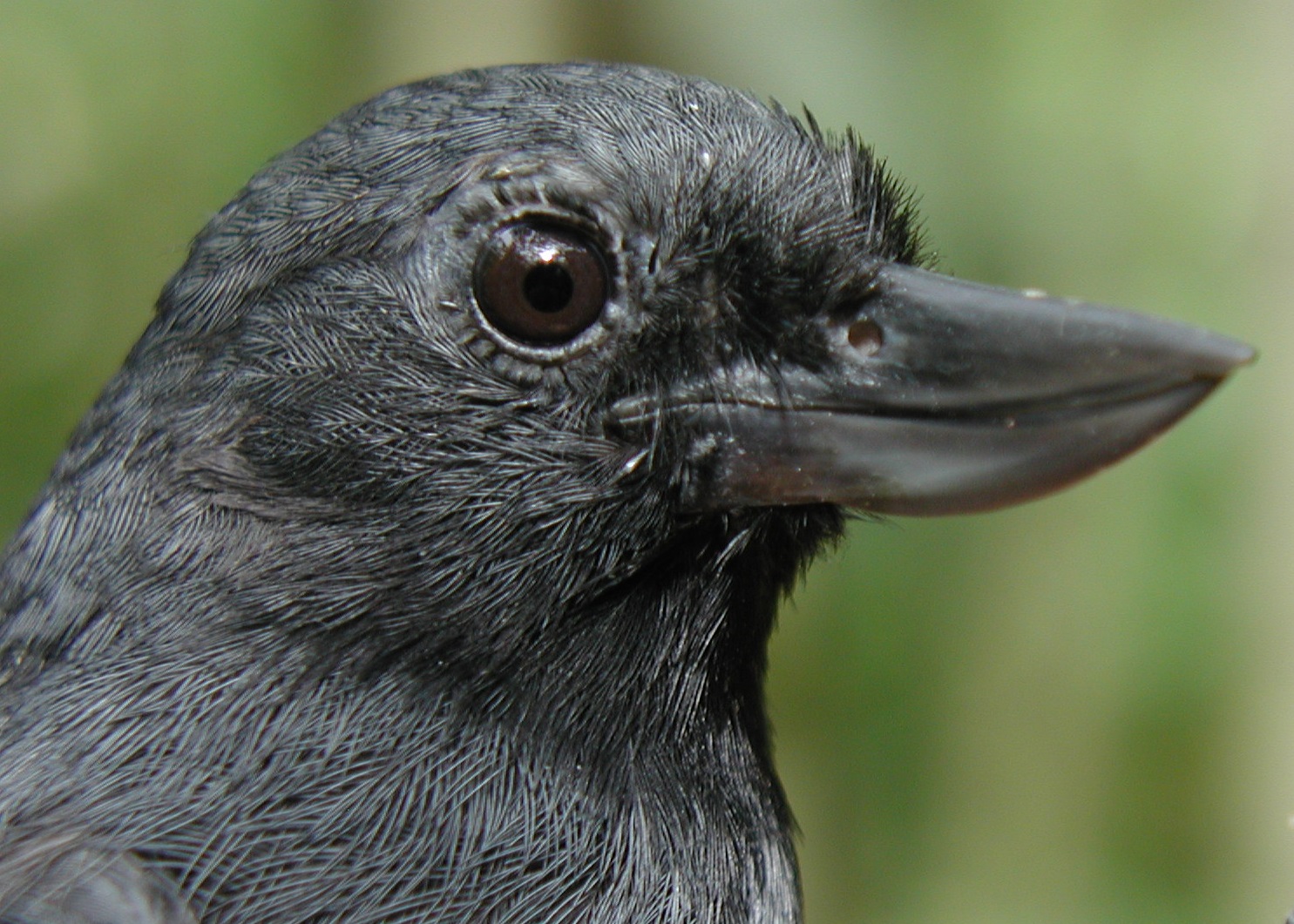 Burung Ini Sempat Disangka Hilang 20 Tahun, Kini Jadi Simbol Rapuhnya Hutan Kolombia