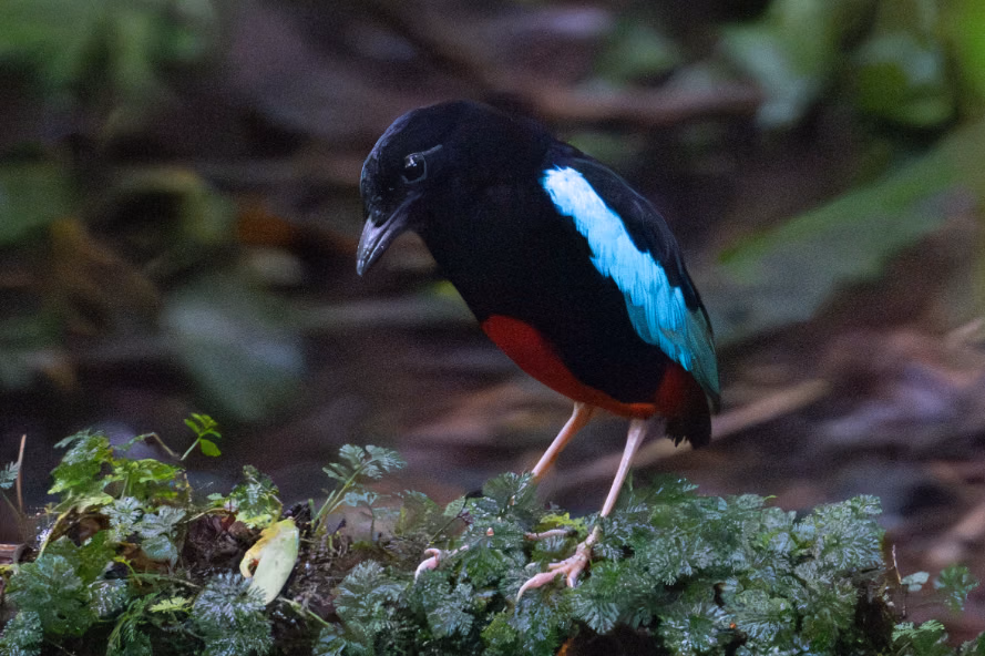 Superb Pitta di Pulau Manus, Burung Cantik Ini Ternyata Terancam Punah
