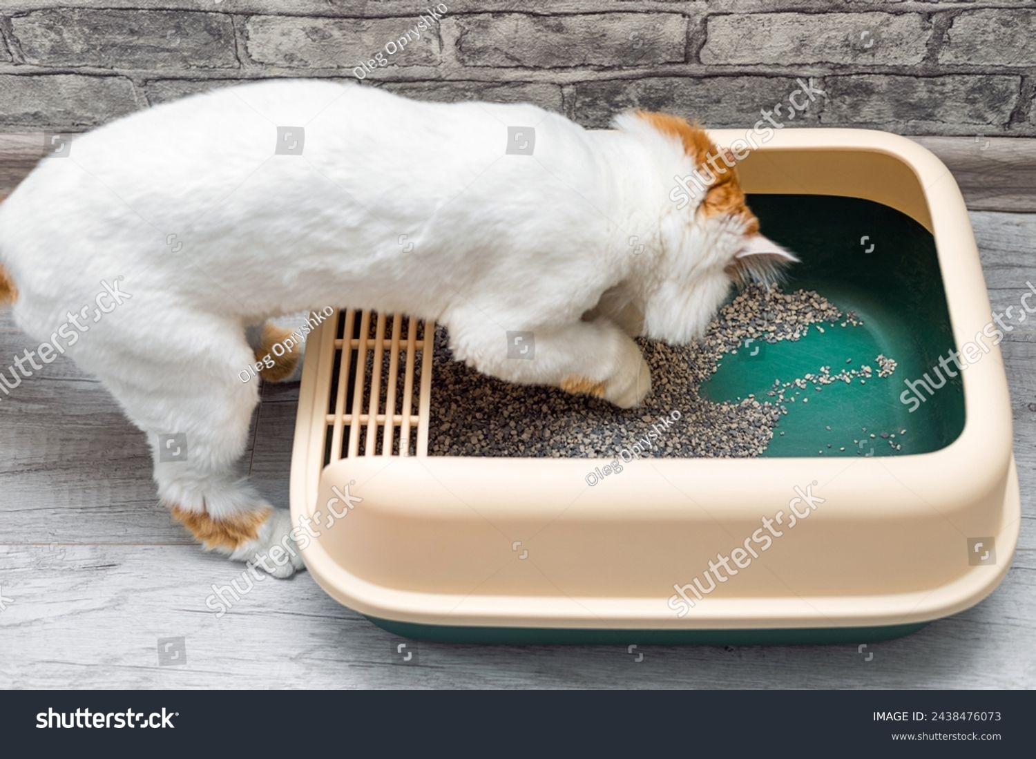 4 Fakta Ilmiah di Balik Kucing Mengubur Kotoran, Naluri Tua yang Masih Bertahan