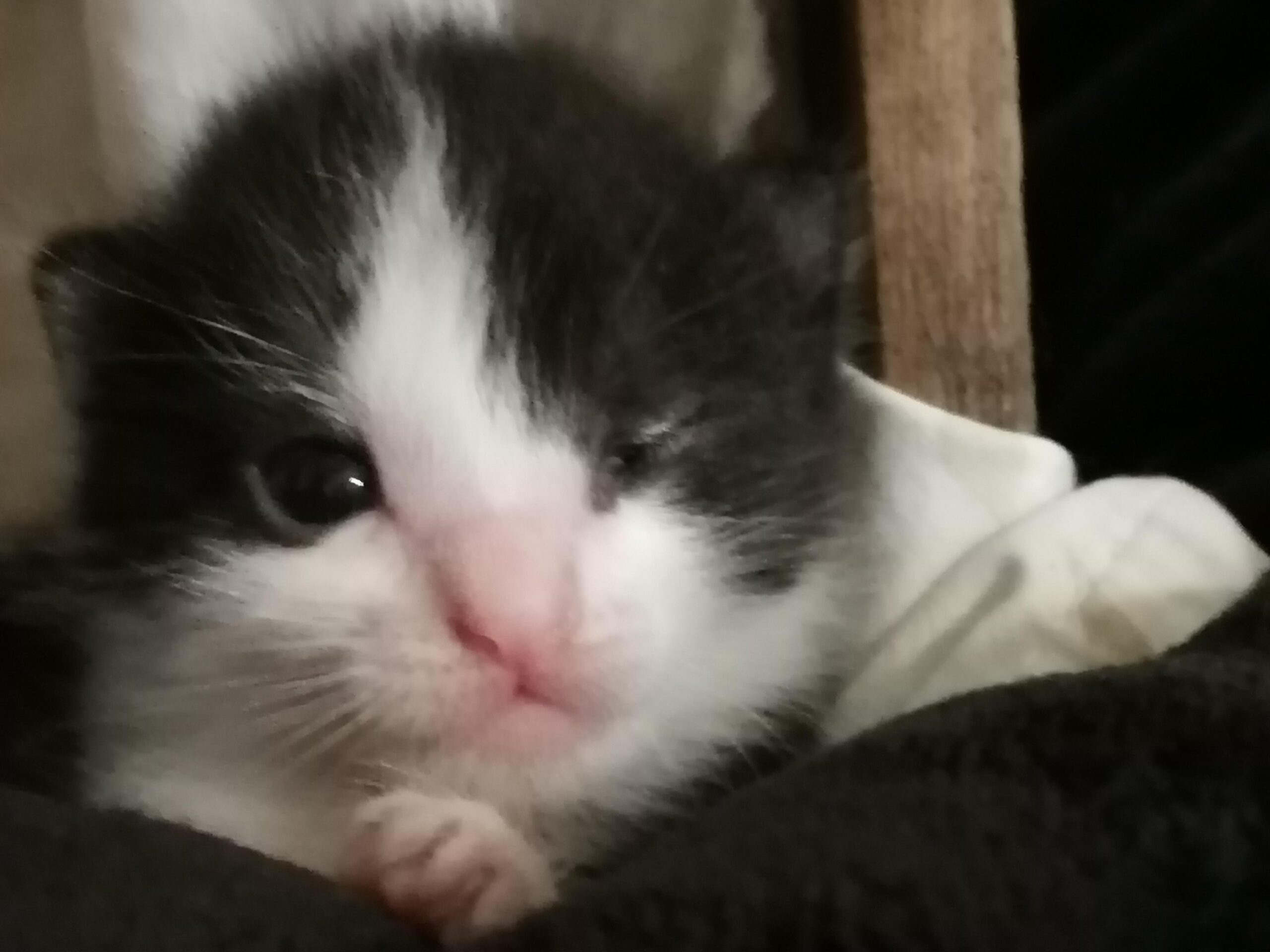Mata Anak Kucing Tak Langsung Terbuka, Tanda Awal Ini Justru Perlu Dipantau