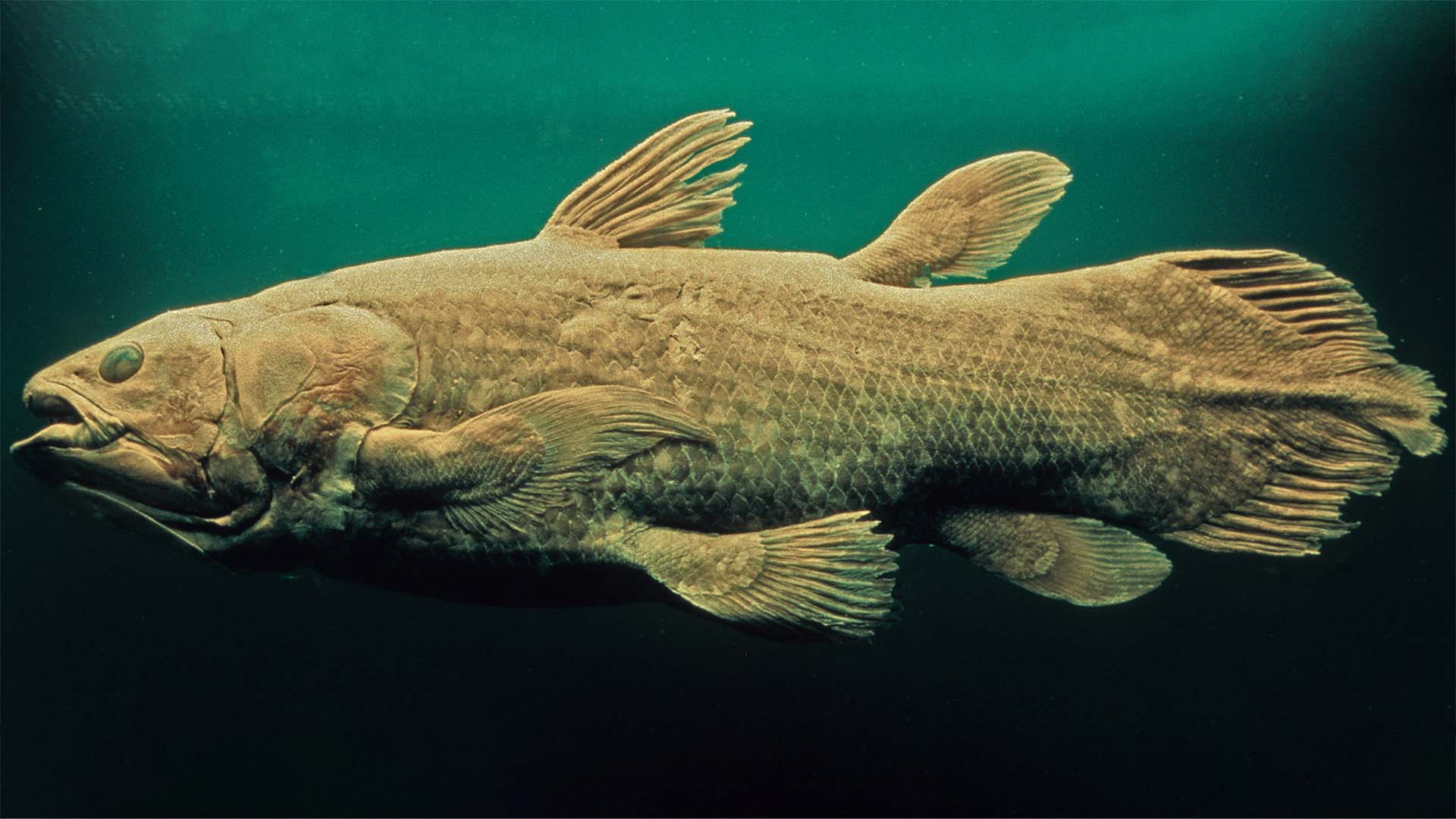4 Hewan Purba yang Hampir Tak Berubah, Jejak Hidup dari Zaman Fosil