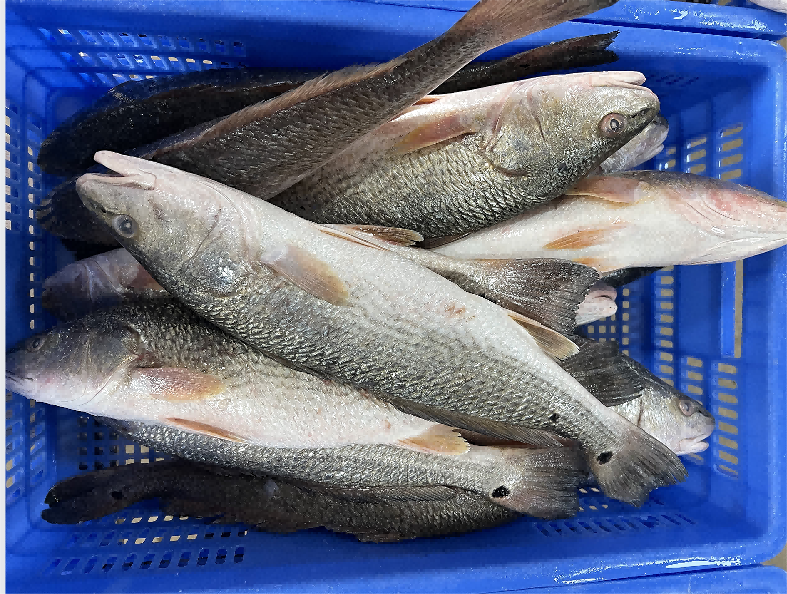 5 Ikan Selain Nila yang Bisa Dipelihara di Drum, Panennya Cepat dan Menjanjikan
