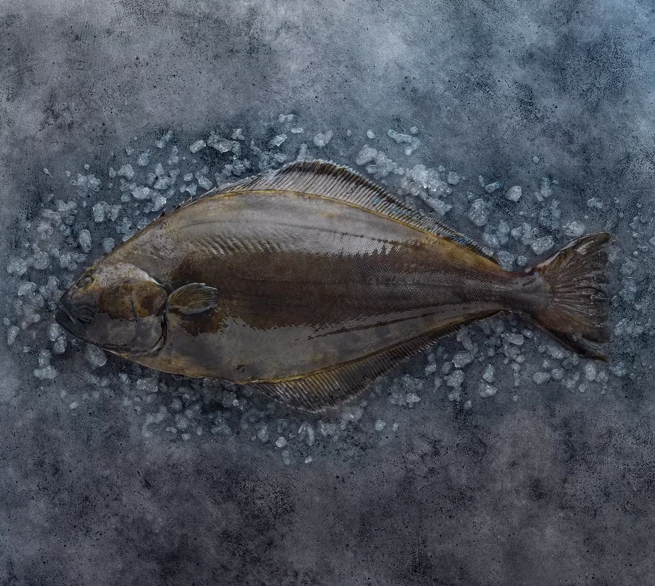 Halibut Atlantik Ternyata Rapuh Saat Dinaikkan, Raksasa Laut yang Populasinya Terus Menurun