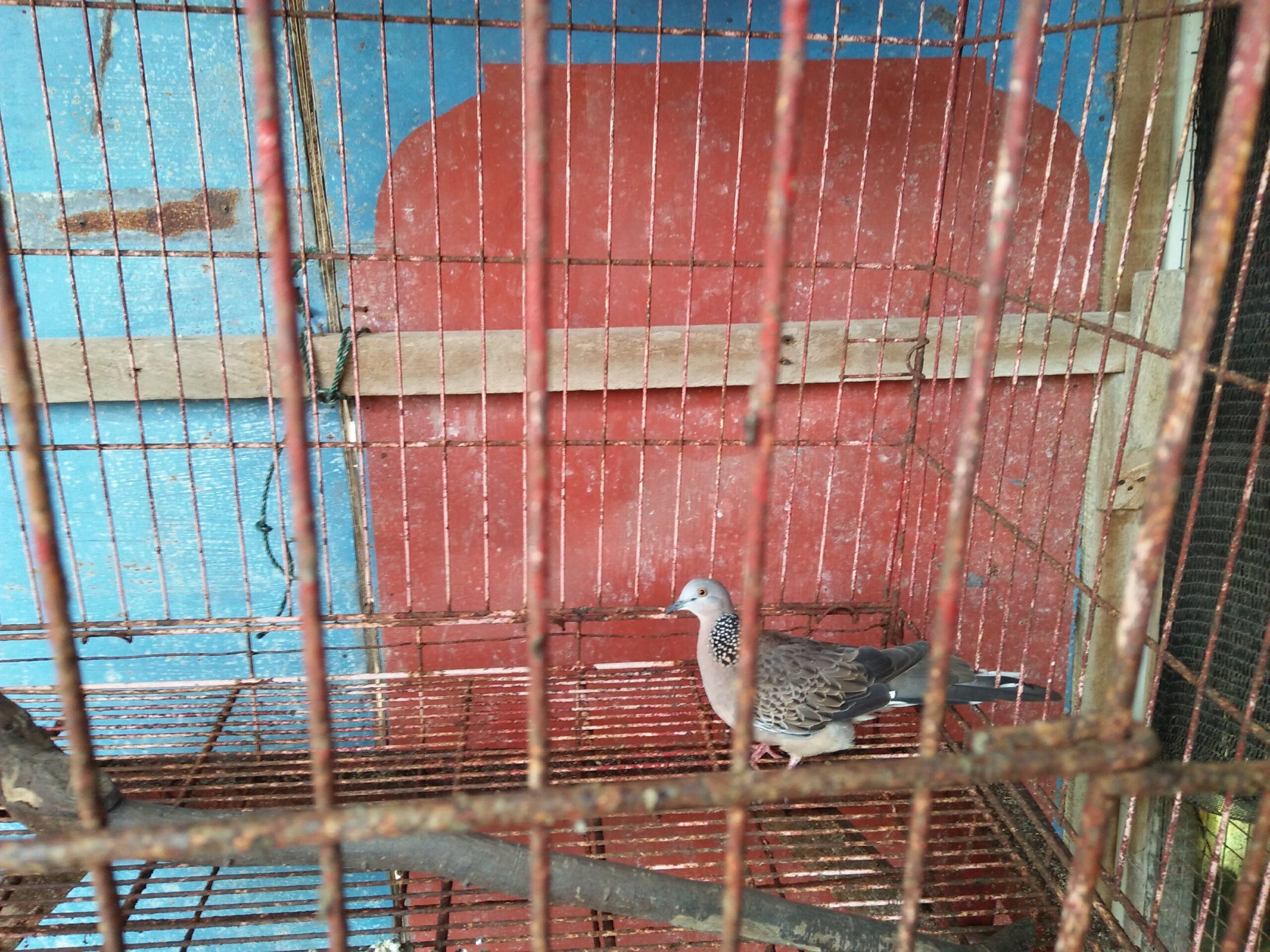 5 Keistimewaan Burung Tekukur yang Jarang Disadari, Suaranya Menenangkan