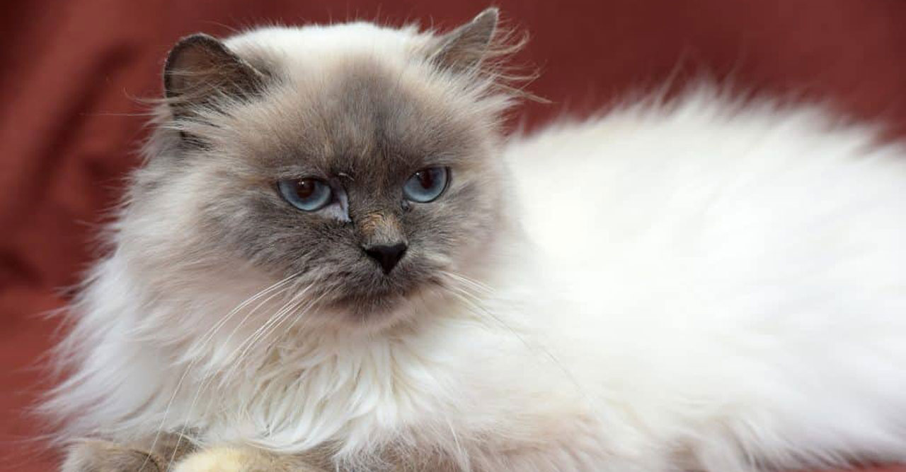Ragdoll Lebih Besar, Himalaya Ternyata Lebih Menuntut Perawatan Bulu
