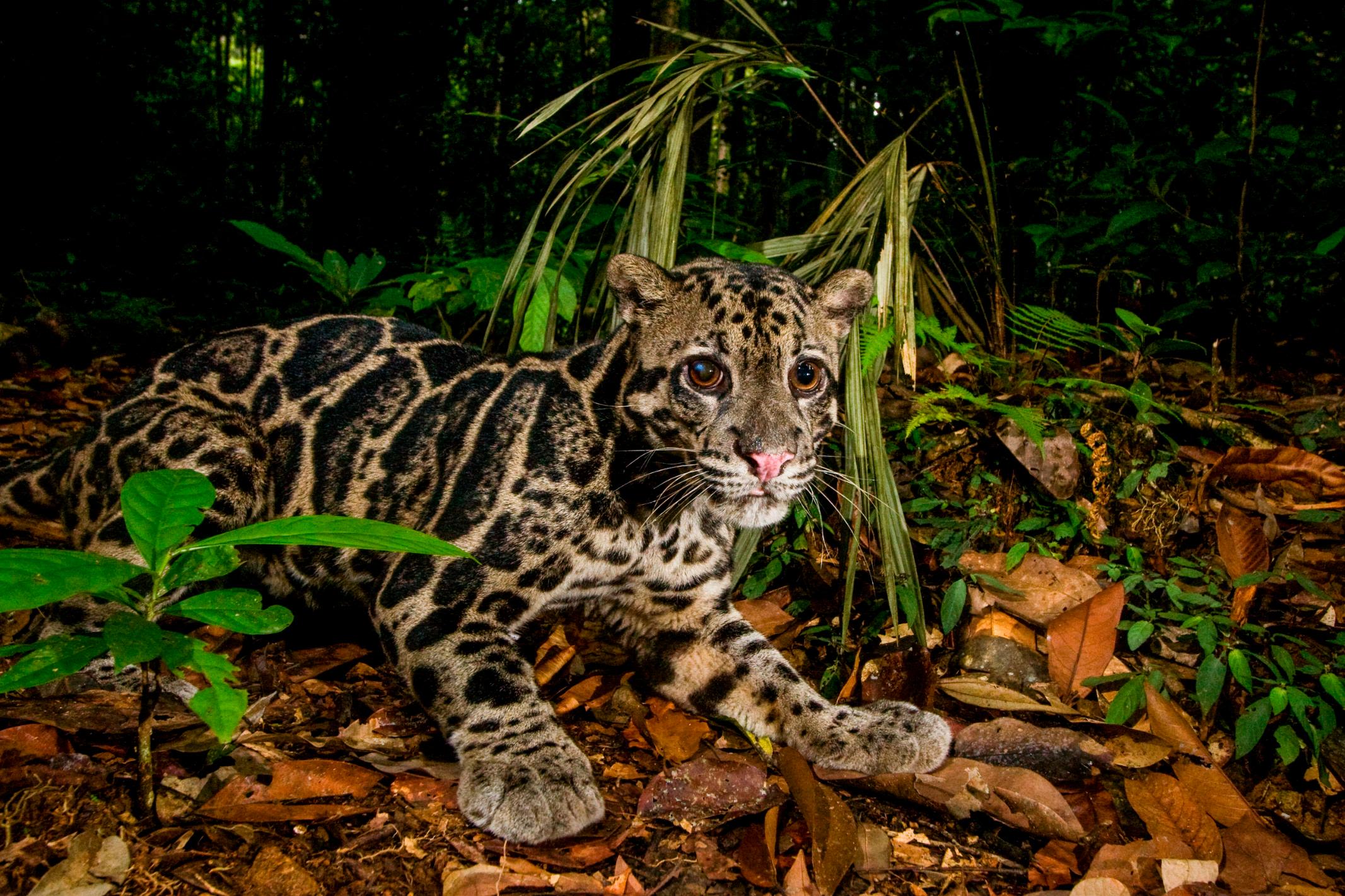 Kucing Hutan Bisa Berenang dan Menggonggong Keras, 7 Fakta Ini Mengejutkan