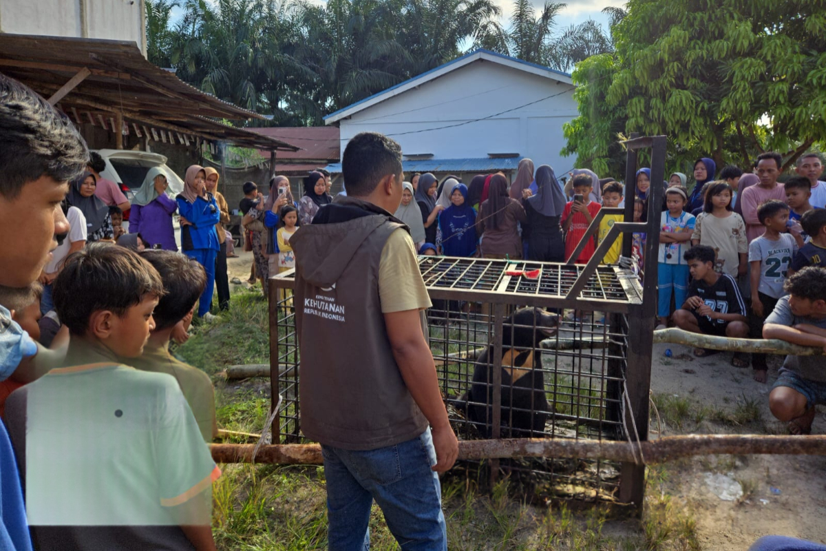 Beruang Madu Masuk Permukiman di Pelalawan, Satwa Liar Itu Langsung Dievakuasi