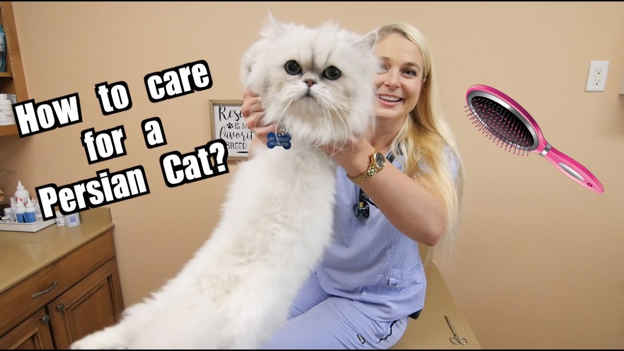 5 Fakta Kecantikan Kucing Persia yang Ternyata Dibayar dengan Perawatan Ekstra