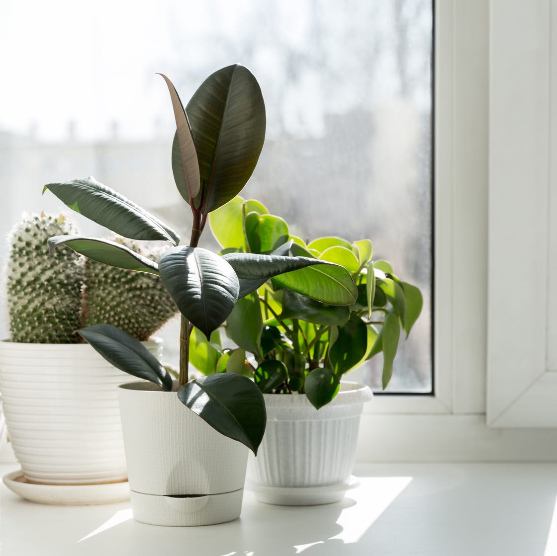 5 Tanaman Penyerap Udara Dalam Ruangan yang Bikin Rumah Lebih Segar, Peace Lily Paling Elegan