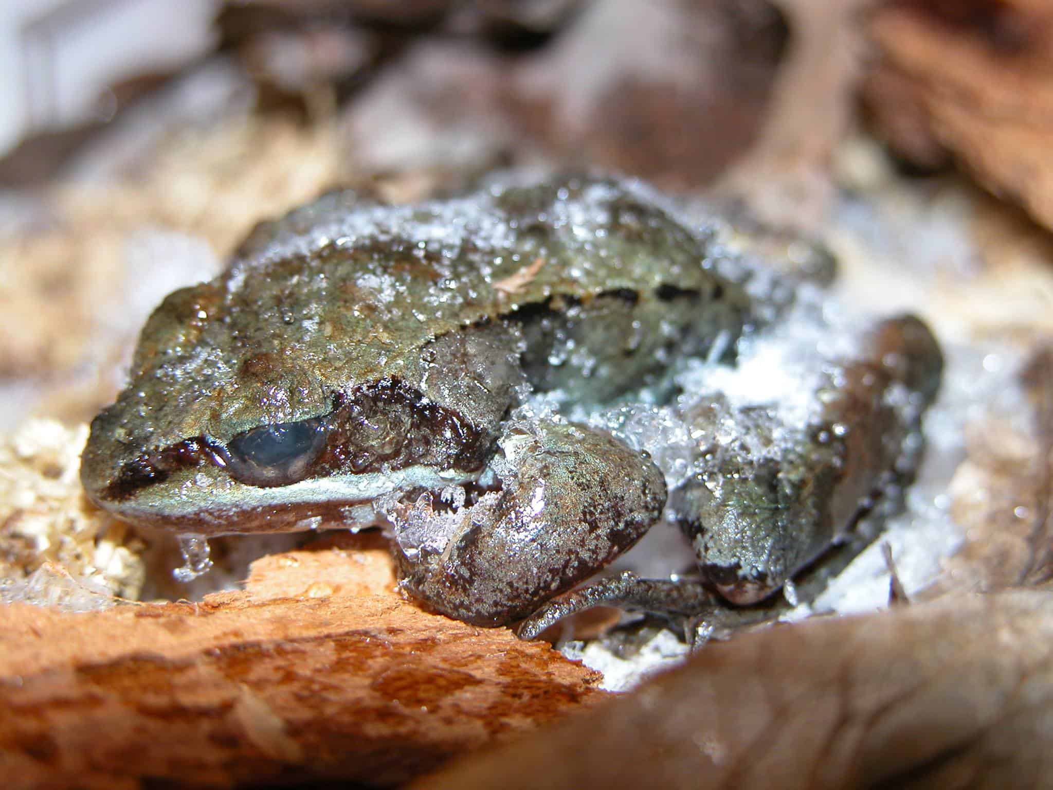 Wood Frog Bisa Membeku 8 Bulan, Lalu Hidup Lagi dalam Hitungan Jam