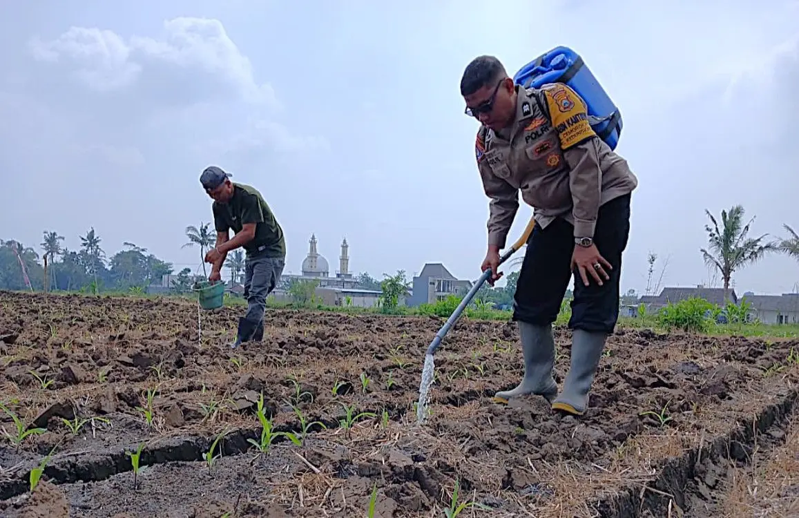 Polisi Turun Langsung ke Lahan Jagung Cemorokandang, Ketahanan Pangan Dibangun dari Akar Rumput