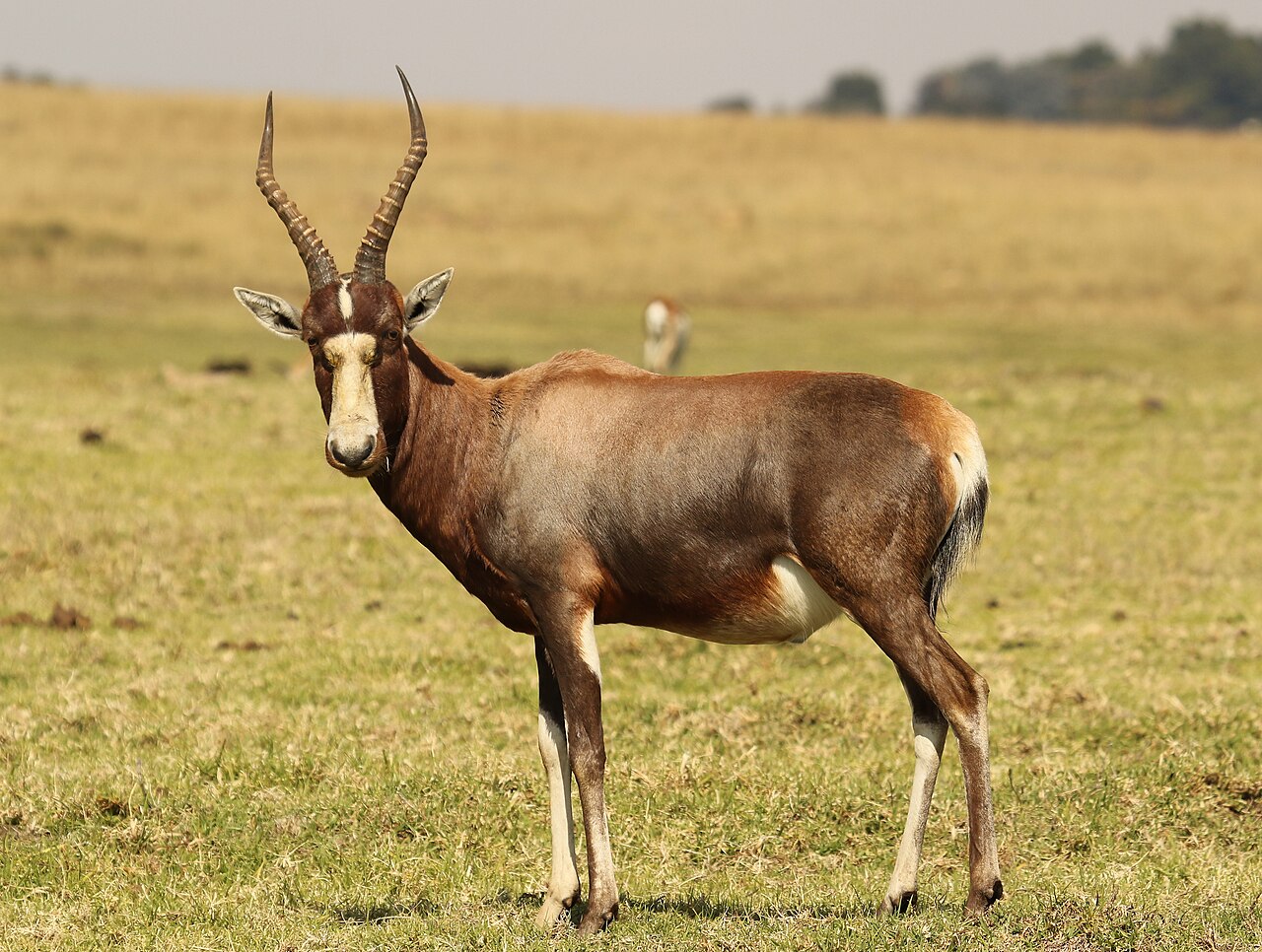 Bontebok Hampir Musnah, Kini Tersisa Ribuan Ekor Setelah Selamat dari Titik Kritis
