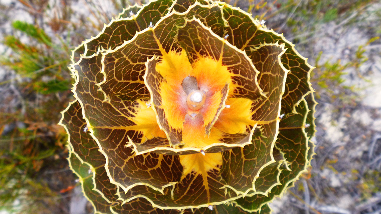 Royal Hakea, Semak Australia Barat dengan Daun Berubah Warna dan Tahan Api