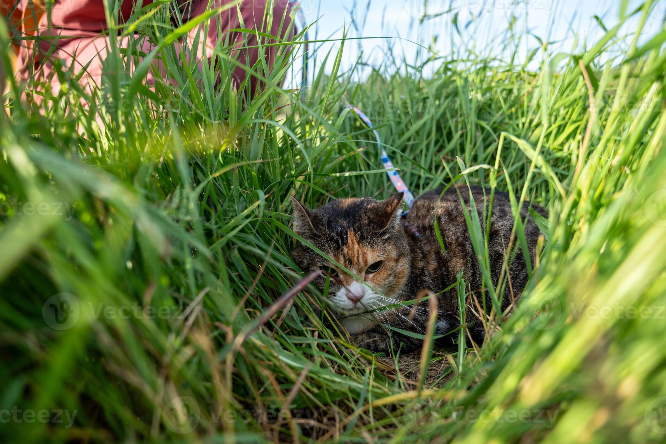 Kucing Bukan Dendam, Ini Tanda Mereka Sedang Melindungi Diri