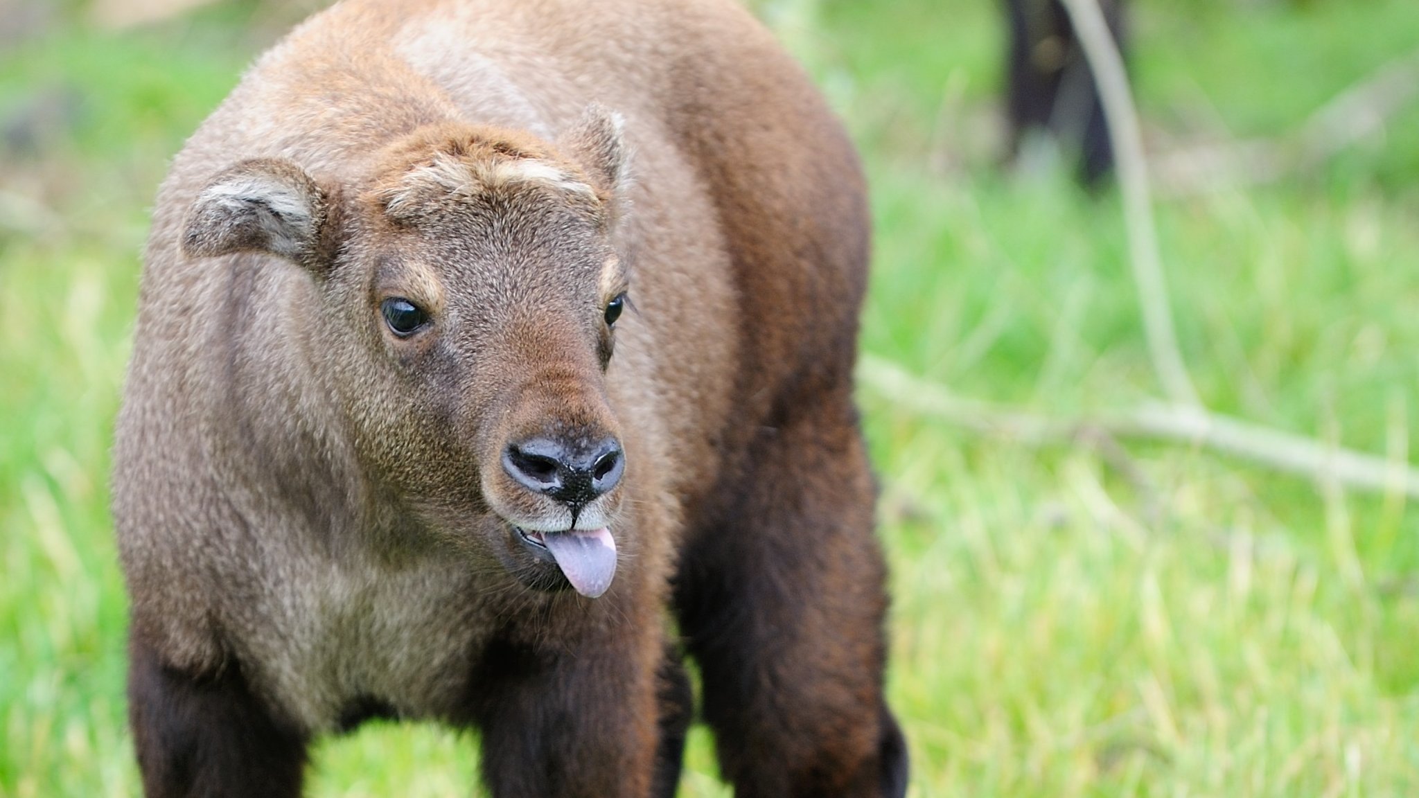 Mishmi Takin Makin Sulit Dijumpai, Raksasa Himalaya yang Tersisih oleh Iklim Hangat