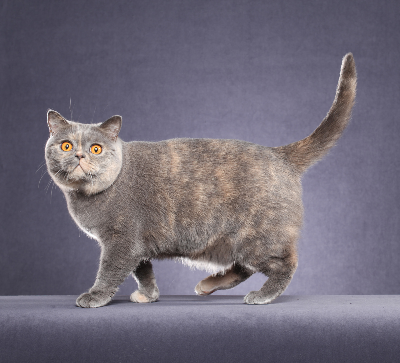13 Warna British Shorthair yang Paling Langka, Emas Jadi Incaran Termahal