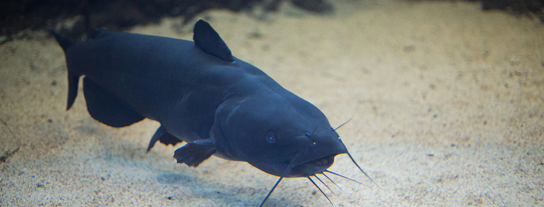 Patil Berbisa dan Tahan Oksigen Rendah, Lele Bullhead Hitam Punya Daya Hidup Mengejutkan