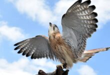 Kestrel Australia Membuka Jalan Baru, Drone Kecil Bisa Lebih Tahan Turbulensi